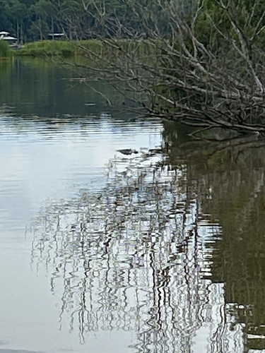 American Alligator observed by sullysmith8