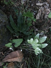 Pyrrosia polydactylos