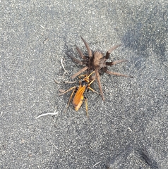 Cryptocheilus australis