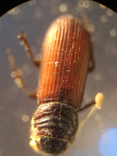 Pararhyssemus coluber