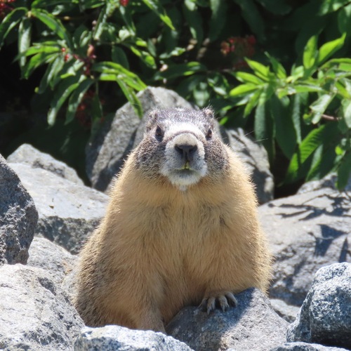 Yellow-bellied Marmot observed by zihuadean