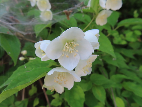 Philadelphus satsumi, photograph 4