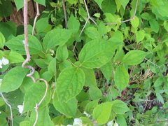 Philadelphus satsumi, photograph (c) Timur Kalininsky, some rights reserved (CC BY)