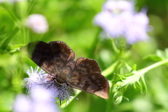 Pellicia arina