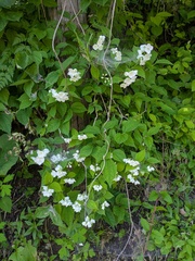 Philadelphus satsumi, photograph (c) Timur Kalininsky, some rights reserved (CC BY)