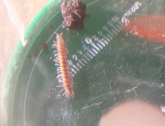 Polydesmus inconstans