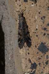 Nesoleon boschimanus