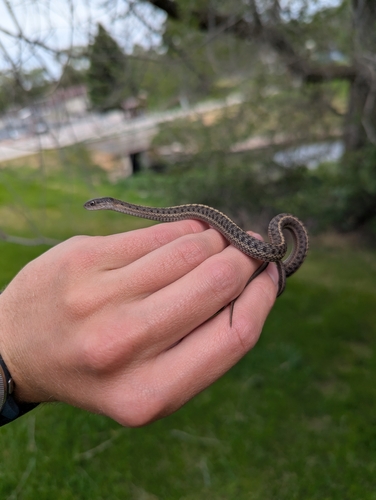 Western Terrestrial Garter Snake observed by alpal22