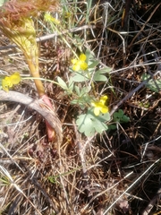 Ranunculus polyrhizos
