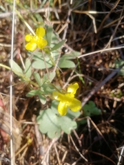 Ranunculus polyrhizos