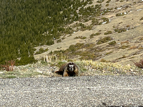 Yellow-bellied Marmot observed by lsinke