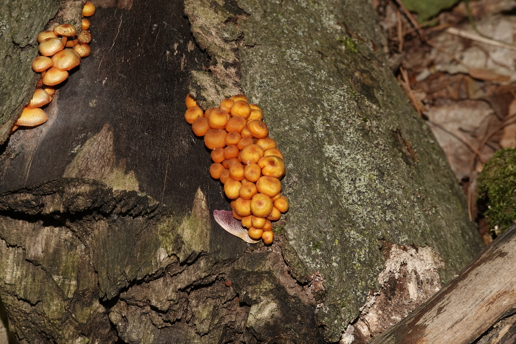 orange mycena · May 2026 · photo: Photo: (c) Paul Prior, some rights reserved (CC BY) · iNaturalist