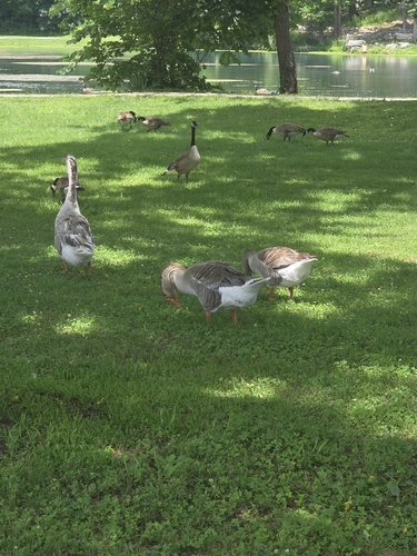 Greylag Goose observed by mrskowalskisci