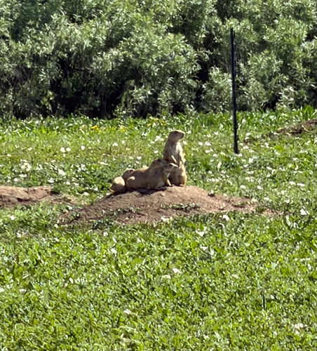 Black-tailed Prairie Dog observed by realpdf