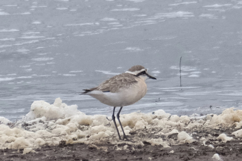 iNaturalist image