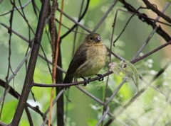 Sporophila nigricollis