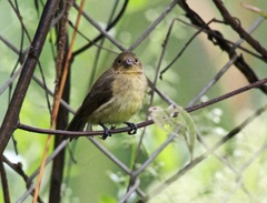 Sporophila nigricollis