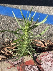 Erigeron bonariensis