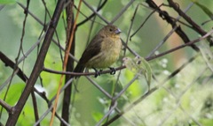 Sporophila nigricollis