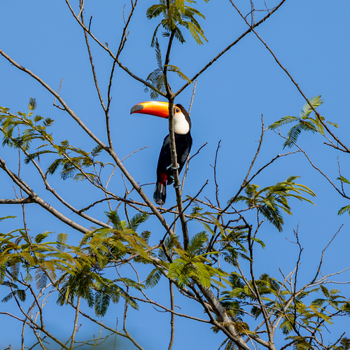 Toco Toucan
