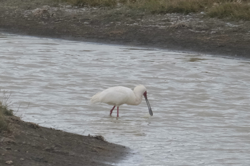 iNaturalist image