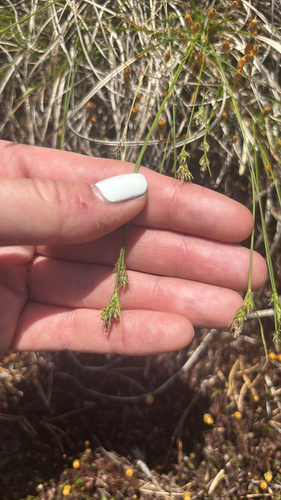 Carex albicans observed 2026-06-02