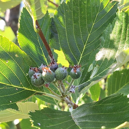 Aria danubialis, photograph 6