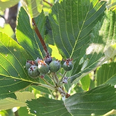 Aria danubialis, photograph author not stated, no rights reserved