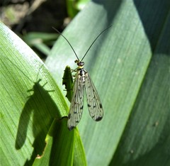 Panorpa germanica