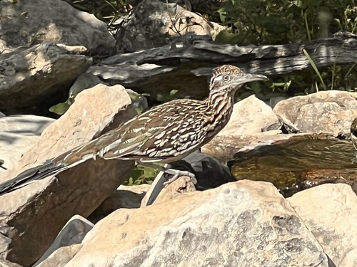 Greater Roadrunner observed by laurakeene