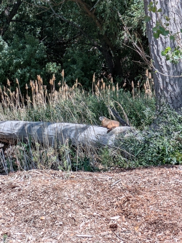 Yellow-bellied Marmot observed by gabriellet