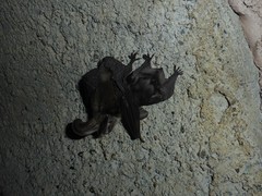 Plecotus macrobullaris