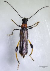 Callimoxys fuscipennis