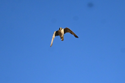 Mediterranean Peregrine Falcon observed by hazello276