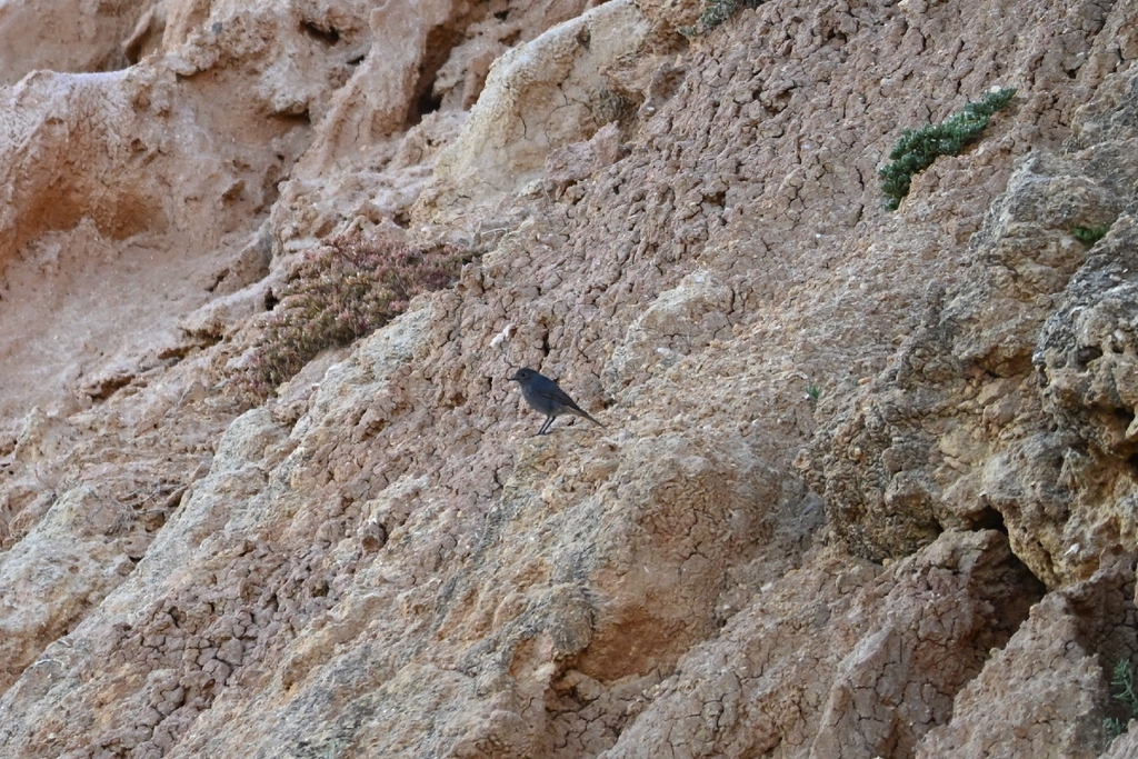Iberian Black Redstart