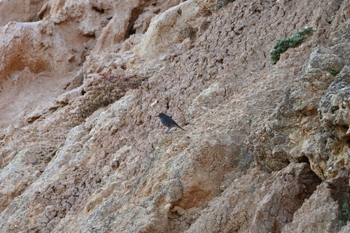 Iberian Black Redstart
