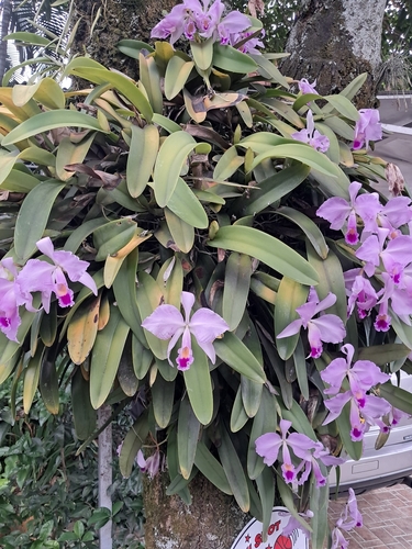 Christmas orchid