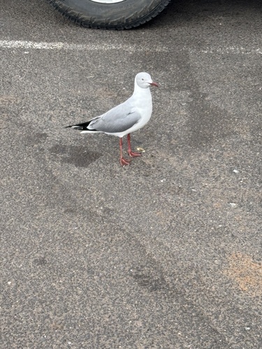 iNaturalist image