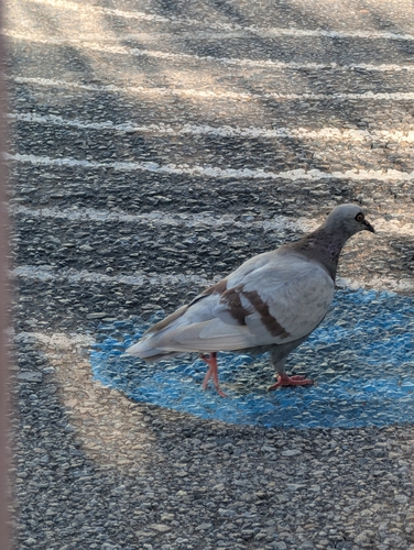 Feral Pigeon