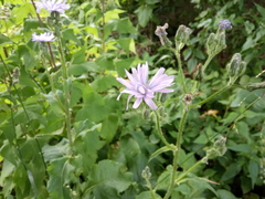 Cicerbita macrophylla uralensis