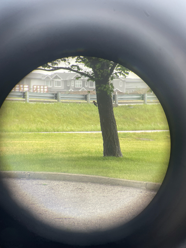 Red-headed Woodpecker observed by bangerusername