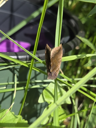 Unspotted Looper Moth photo 4