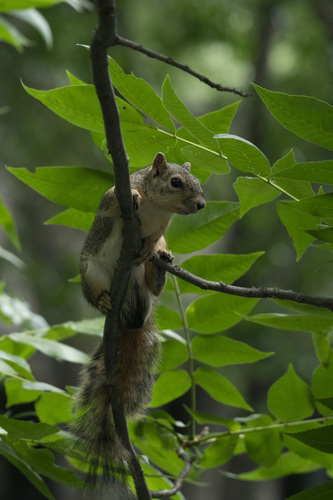 Eastern Fox Squirrel observed by nikthecowboy