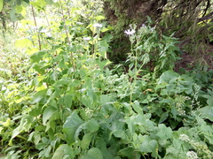 Cicerbita macrophylla uralensis