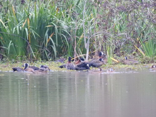 iNaturalist image
