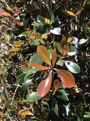 Photinia × fraseri