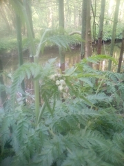 Anthriscus sylvestris