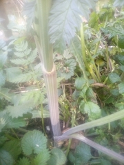 Anthriscus sylvestris