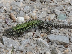 Podarcis muralis nigriventris