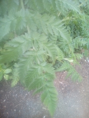 Anthriscus sylvestris